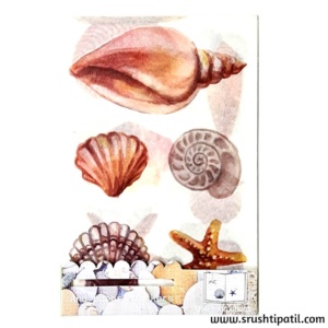 See Through Stickers – Sea Shells