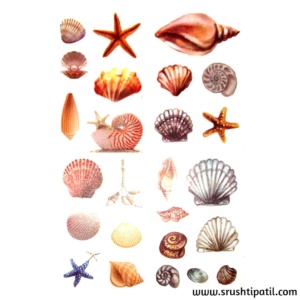 See Through Stickers – Sea Shells